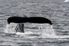 BALEINE-12735