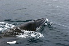 BALEINE-2632